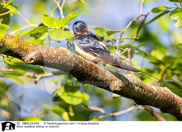Barn swallow sitting on branch / MBS-24049