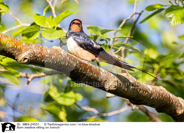 Barn swallow sitting on branch / MBS-24051