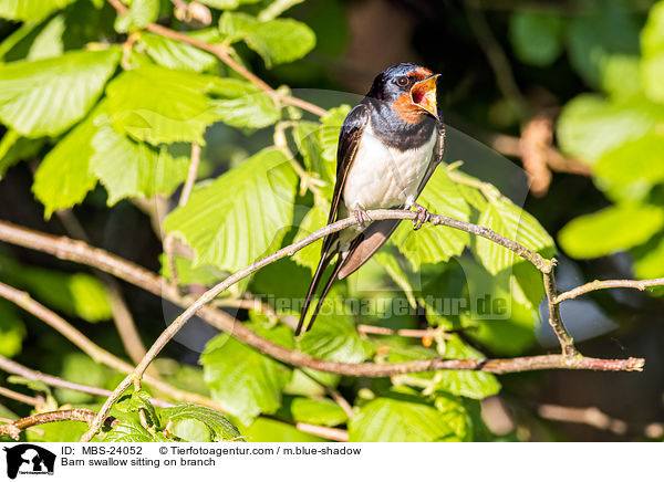 Barn swallow sitting on branch / MBS-24052