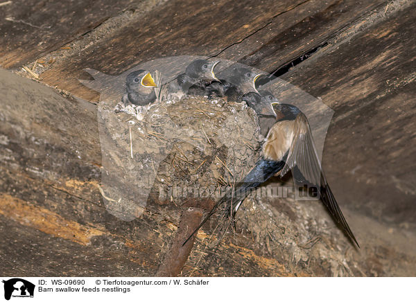 Barn swallow feeds nestlings / WS-09690