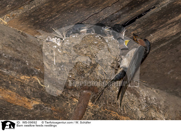 Barn swallow feeds nestlings / WS-09692