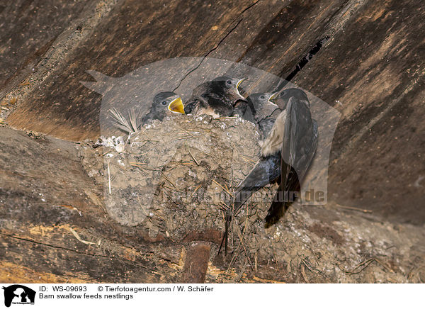 Barn swallow feeds nestlings / WS-09693