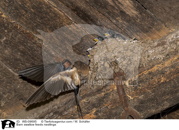Barn swallow feeds nestlings / WS-09695