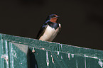 sitting Barn Swallow