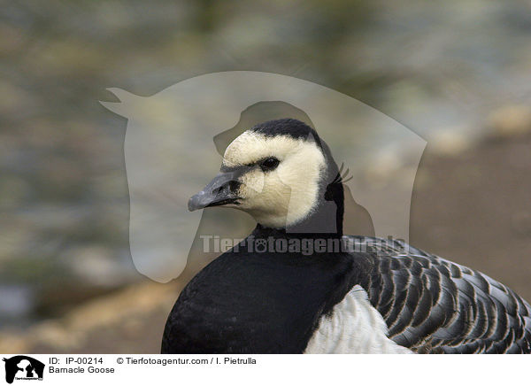 Barnacle Goose / IP-00214