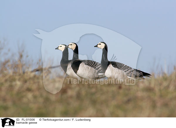 Nonnengnse / barnacle geese / FL-01006
