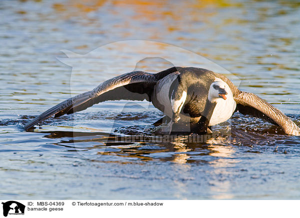 Nonnengnse / barnacle geese / MBS-04369