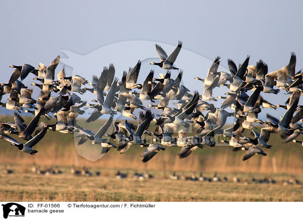 barnacle geese / FF-01566