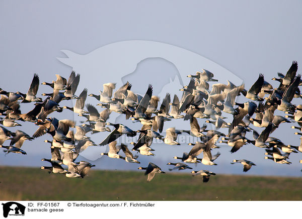 barnacle geese / FF-01567