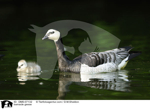 barnacle geese / DMS-07132