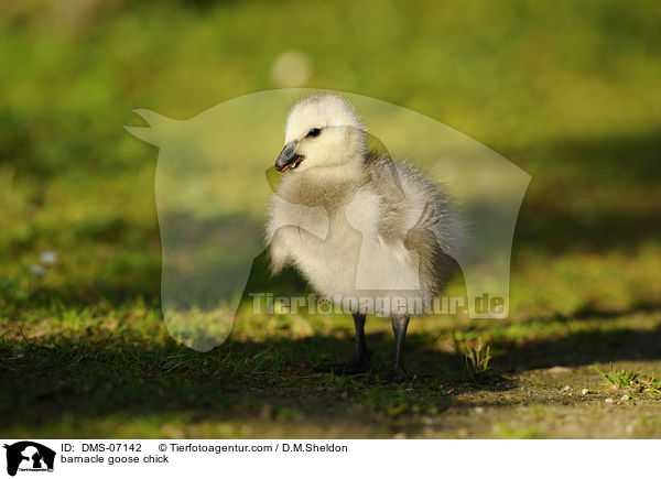 barnacle goose chick / DMS-07142