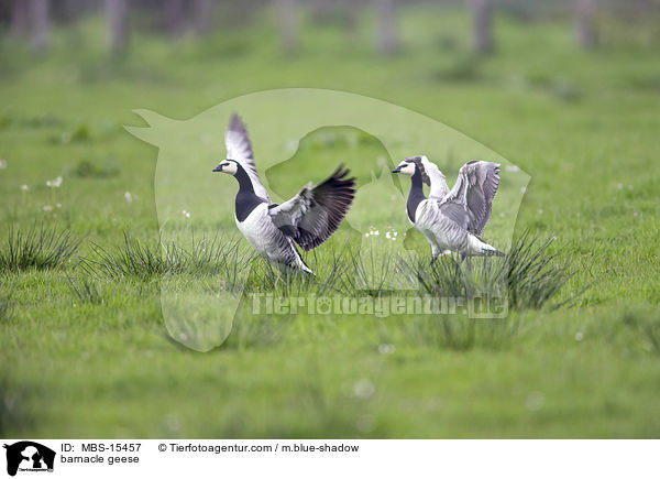 barnacle geese / MBS-15457
