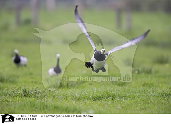 barnacle geese / MBS-15459