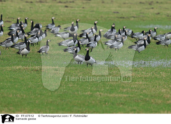 barnacle geese / FF-07512