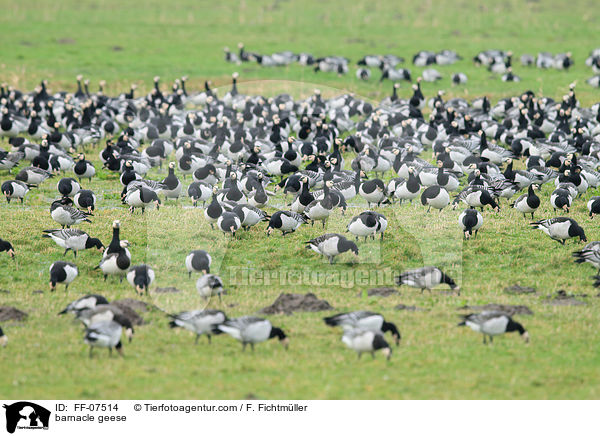 barnacle geese / FF-07514