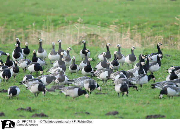 barnacle geese / FF-07516