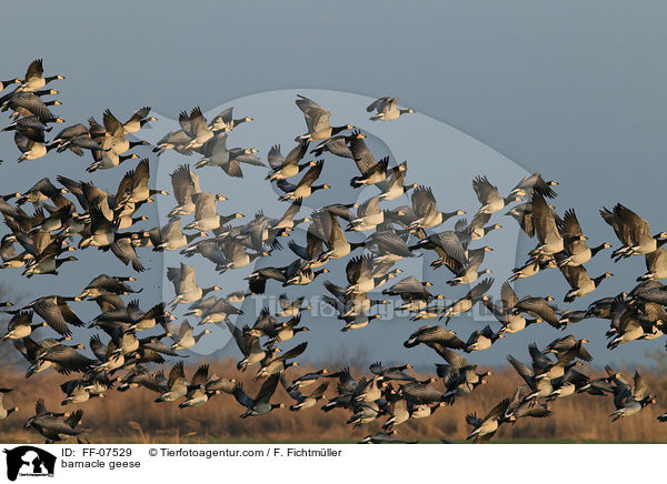 barnacle geese / FF-07529