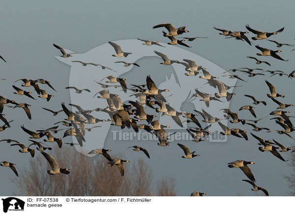 barnacle geese / FF-07538
