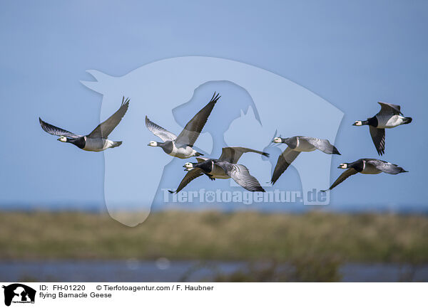 flying Barnacle Geese / FH-01220