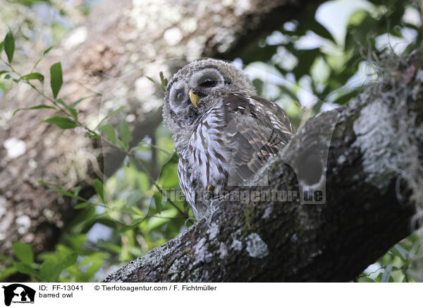 barred owl / FF-13041