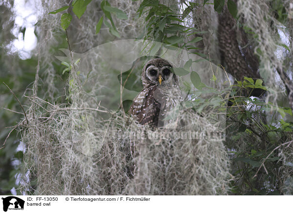 barred owl / FF-13050
