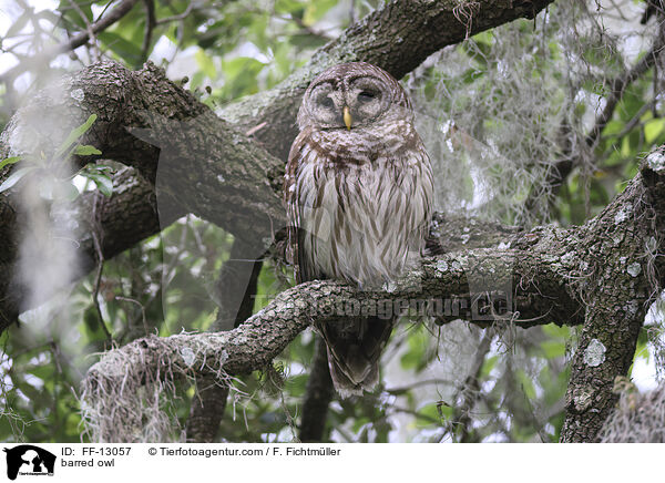 barred owl / FF-13057