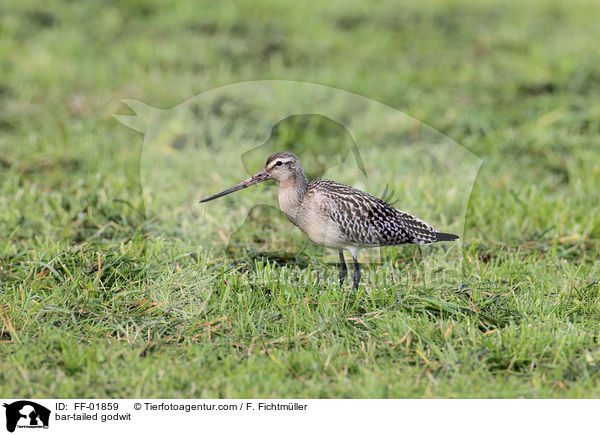 bar-tailed godwit / FF-01859