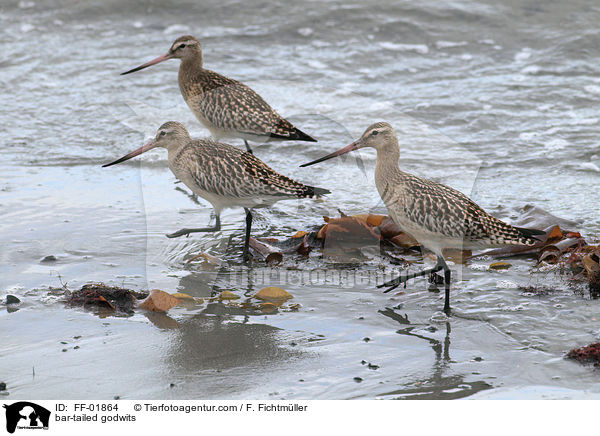 bar-tailed godwits / FF-01864