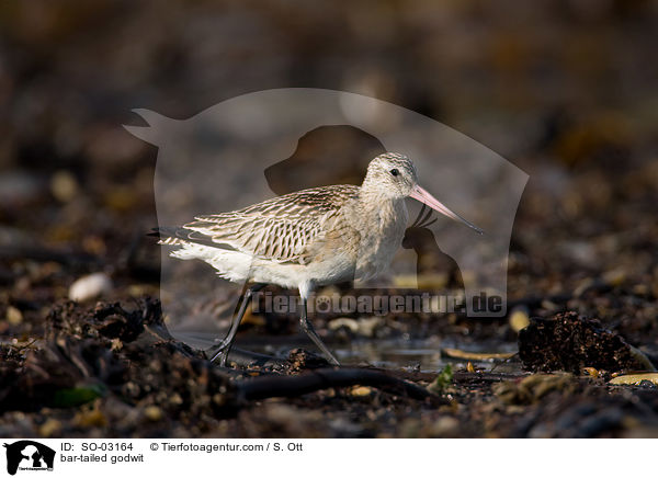 bar-tailed godwit / SO-03164