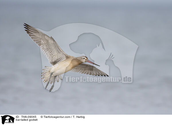 bar-tailed godwit / THA-09045