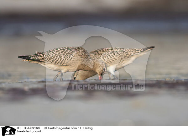 bar-tailed godwit / THA-09168
