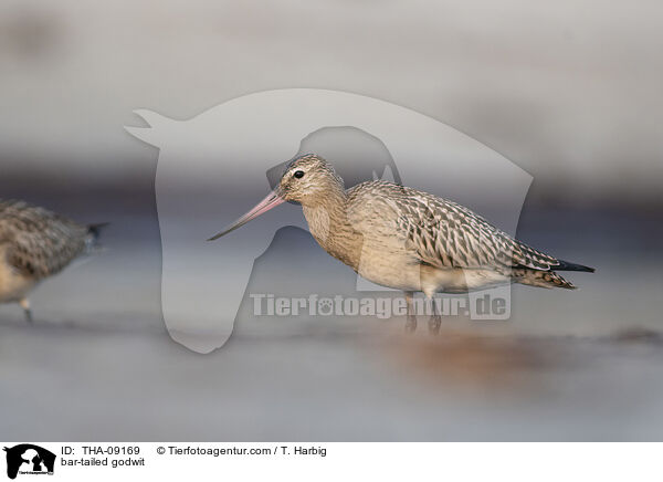 bar-tailed godwit / THA-09169
