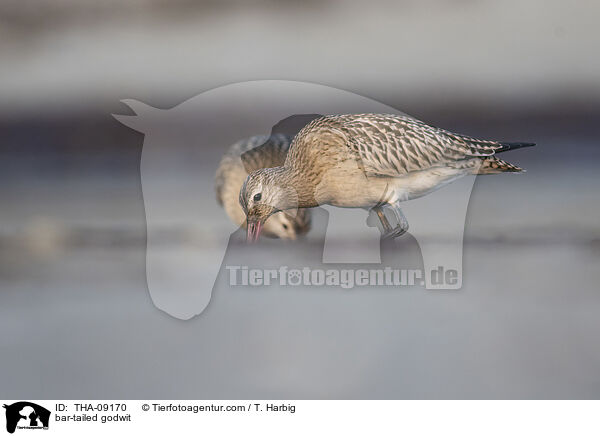 bar-tailed godwit / THA-09170