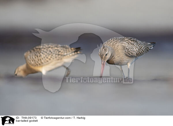 bar-tailed godwit / THA-09173