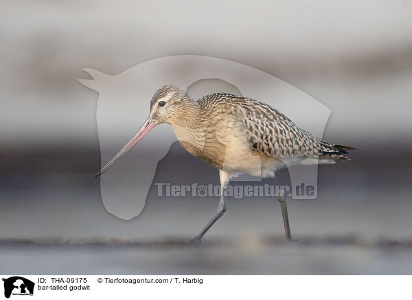 bar-tailed godwit / THA-09175