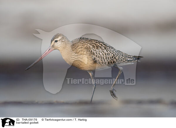 bar-tailed godwit / THA-09176