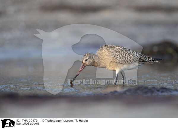 bar-tailed godwit / THA-09179