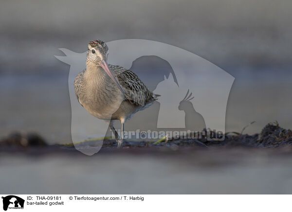 bar-tailed godwit / THA-09181