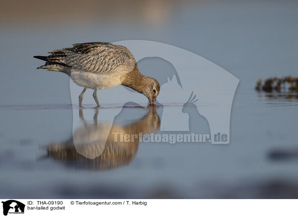 bar-tailed godwit / THA-09190