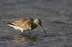 bar-tailed godwit