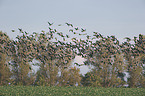 bean geese