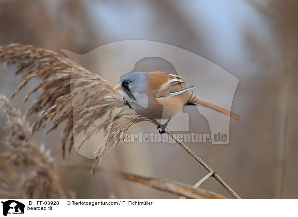 bearded tit / FF-03928