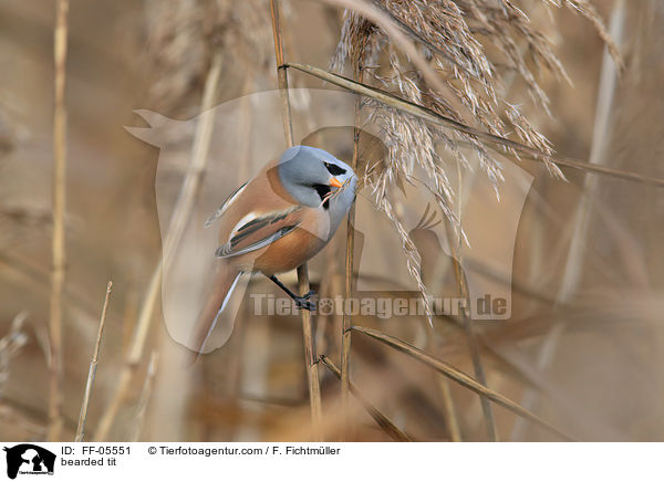 bearded tit / FF-05551