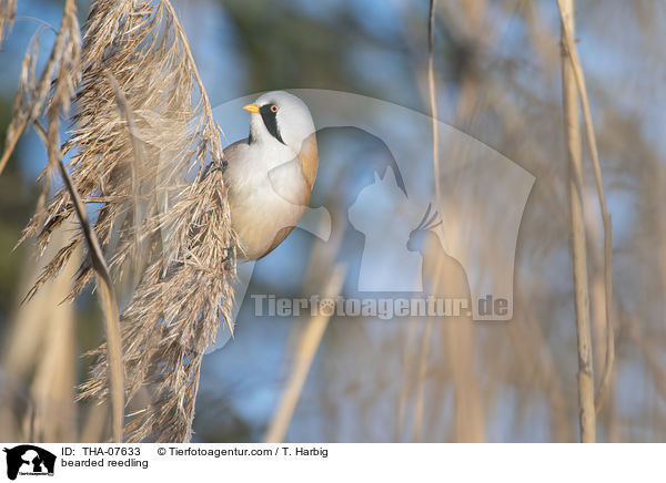 bearded reedling / THA-07633