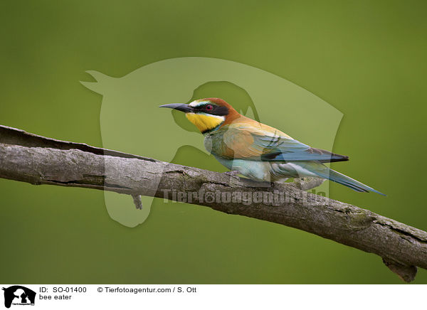 bee eater / SO-01400