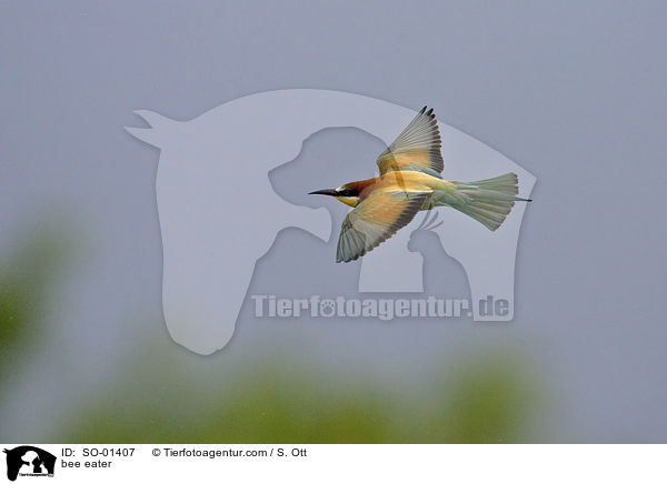 bee eater / SO-01407