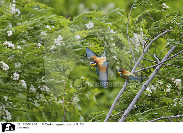 bee eater / SO-01408