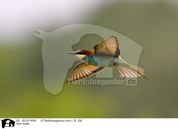 bee eater / SO-01409