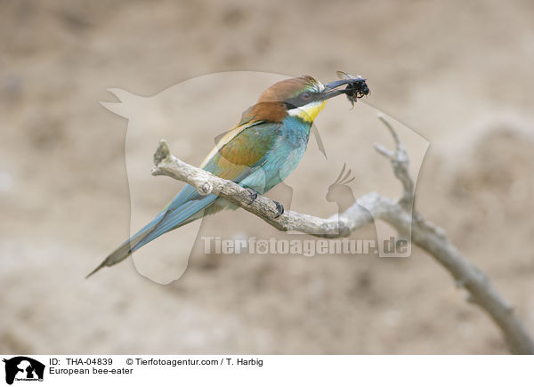 European bee-eater / THA-04839