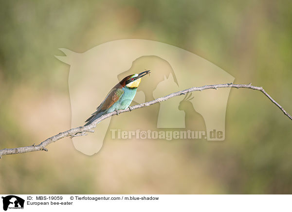 European bee-eater / MBS-19059